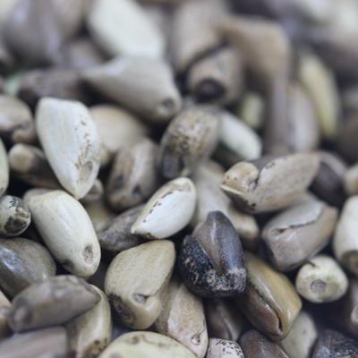 牧草墨西哥玉米优点和缺点