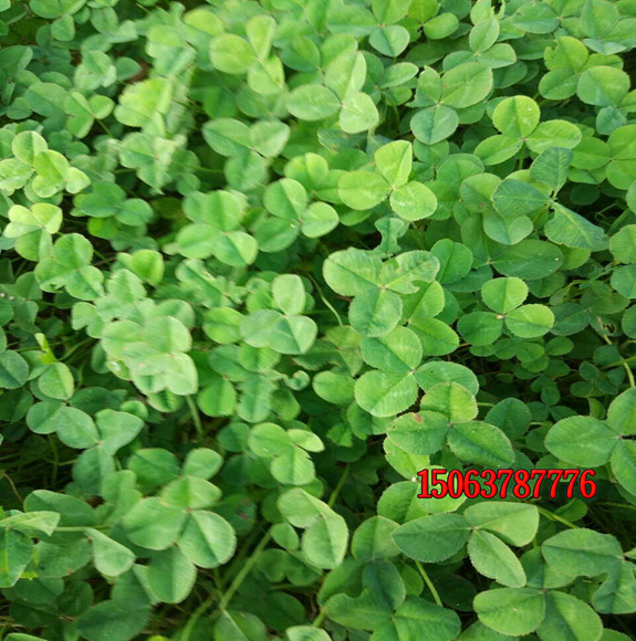怎么样种植白三叶草坪
