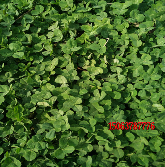 白三叶可以移植吗？