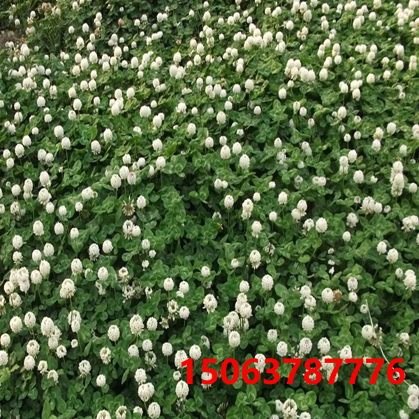 如何养护白三叶草坪