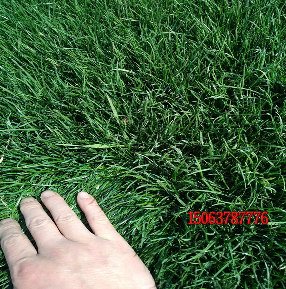 种植草坪人工撒草籽怎么撒？