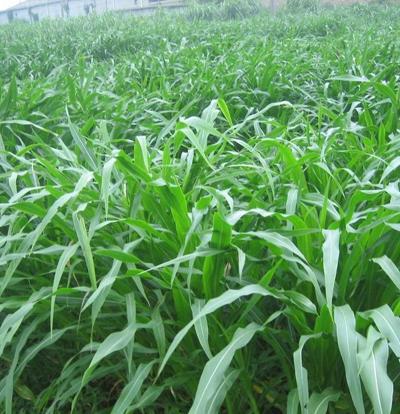 菊苣的主要价值及种植技术介绍