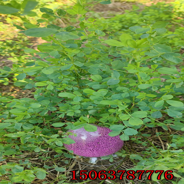 苜蓿草籽哪种好？