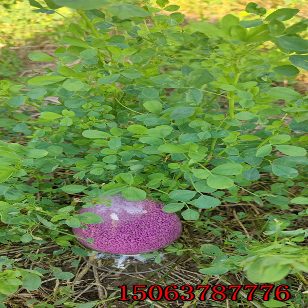 苜蓿草籽种植技术？