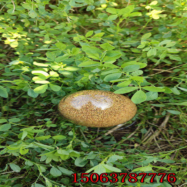 苜蓿草籽种植技术？