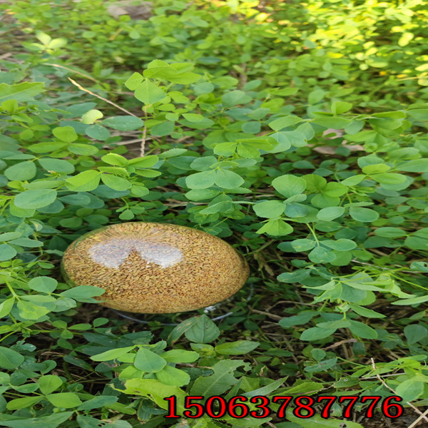 苜蓿草籽几月播种？