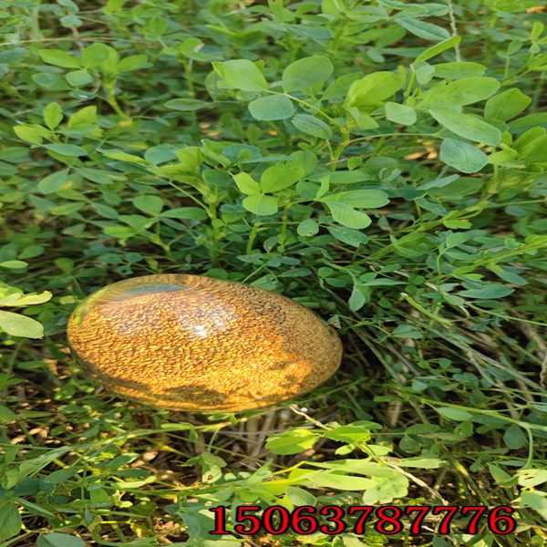 苜蓿草籽几月播种？