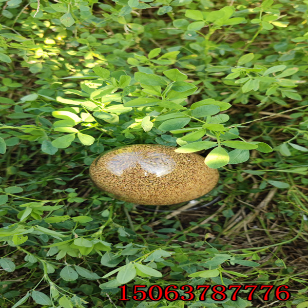 苜蓿草籽几月播种？