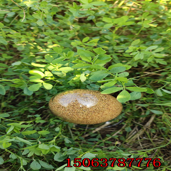 如何种苜蓿草草籽？