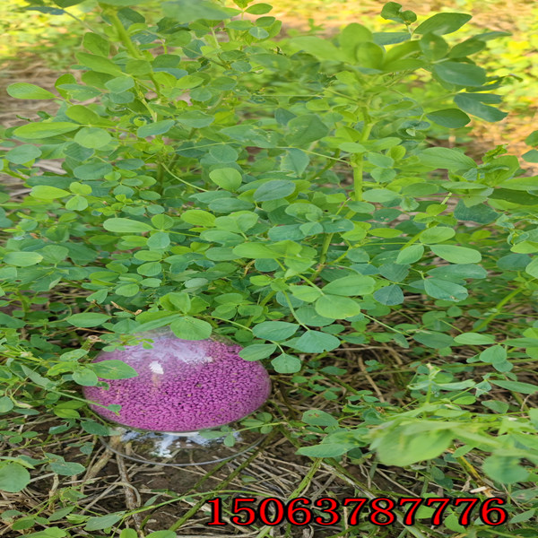 如何种苜蓿草草籽？