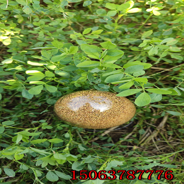 如何种苜蓿草草籽？