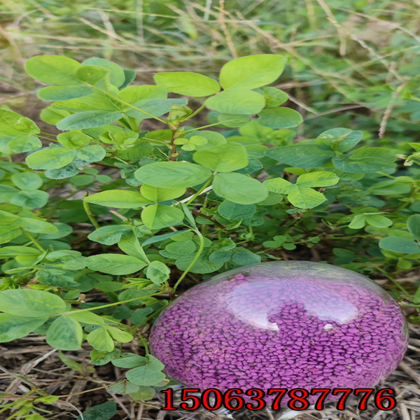 苜蓿草籽如何撒？