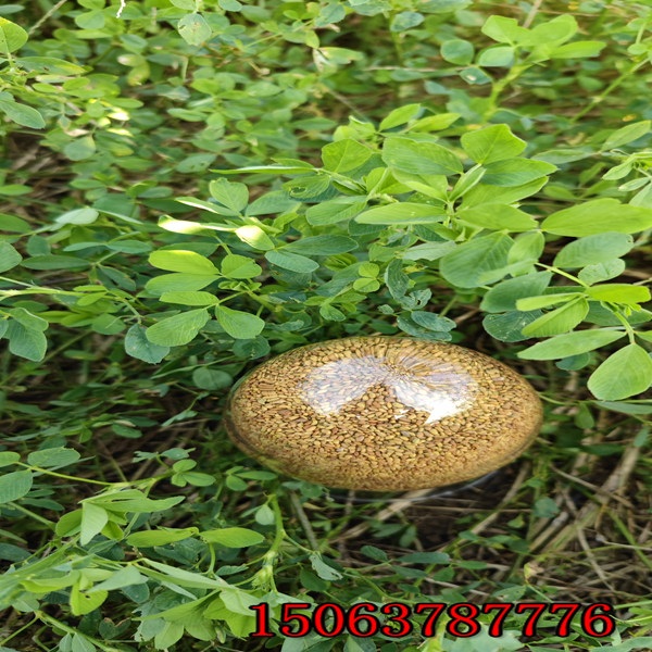 苜蓿草籽播种方法？