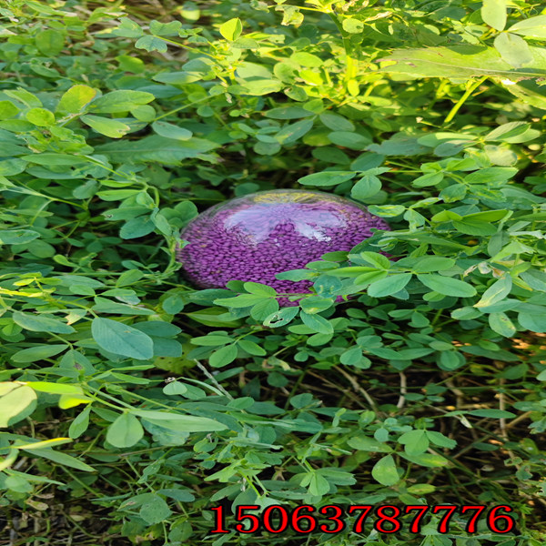苜蓿草籽亩产多少斤？