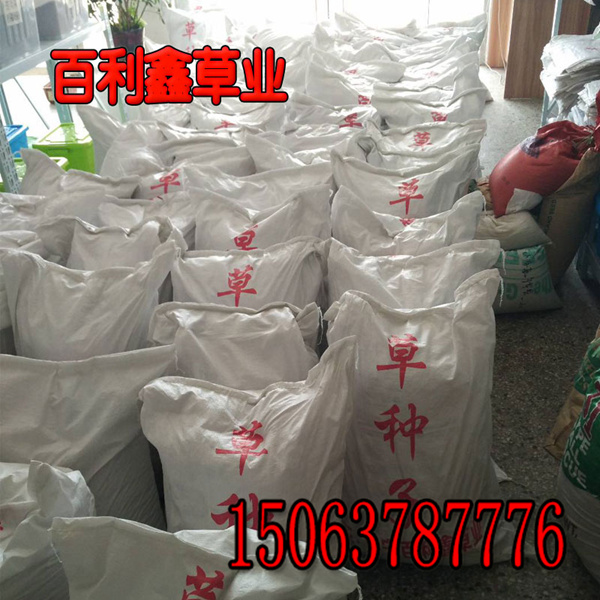 苜蓿草籽几月种？