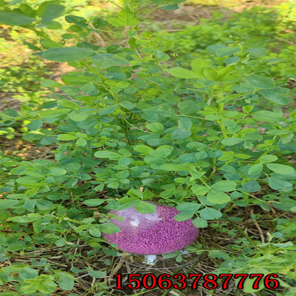 苜蓿草籽儿哪有卖的？