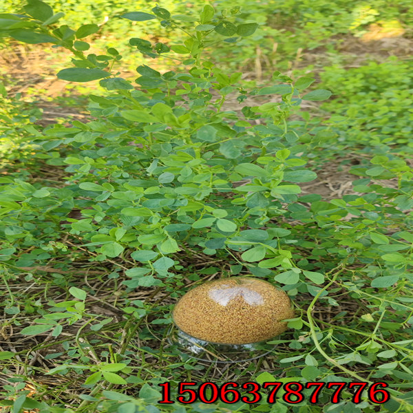 一公斤苜蓿草籽播种多少亩？