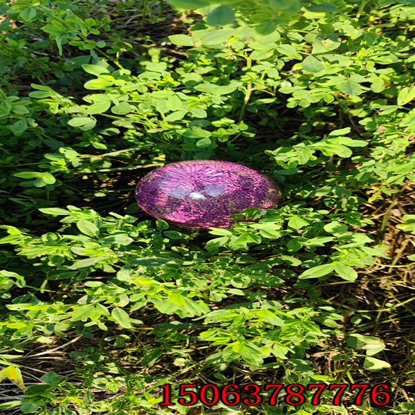 保定苜蓿草籽多少钱一斤？