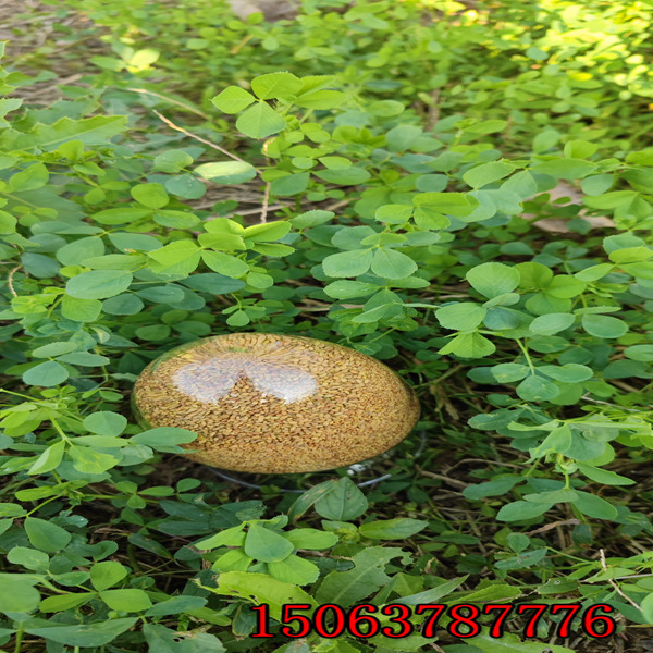 保定苜蓿草籽多少钱一斤？