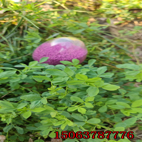 保定苜蓿草籽多少钱一斤？