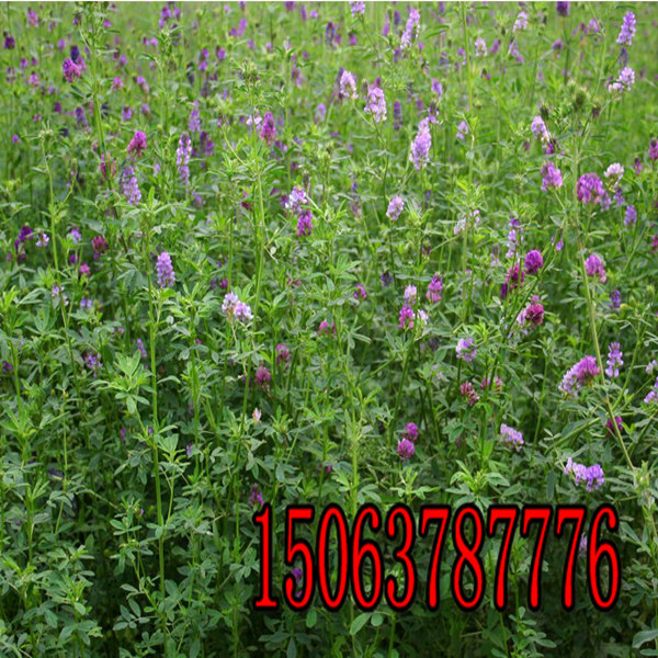 苜蓿草籽种植方法？