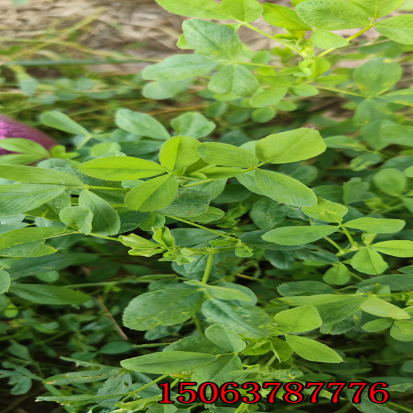 苜蓿草籽种植方法?