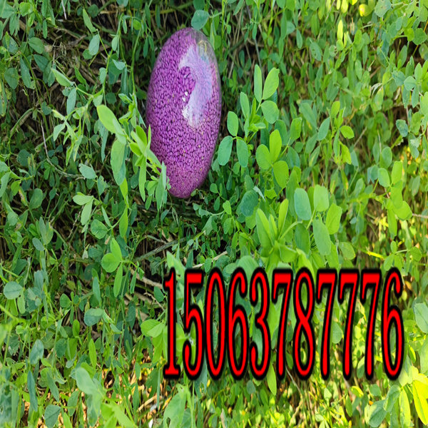 苜蓿草草籽批发价？