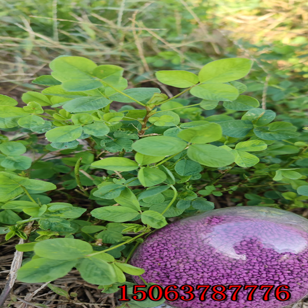 苜蓿草籽多久可以出芽？