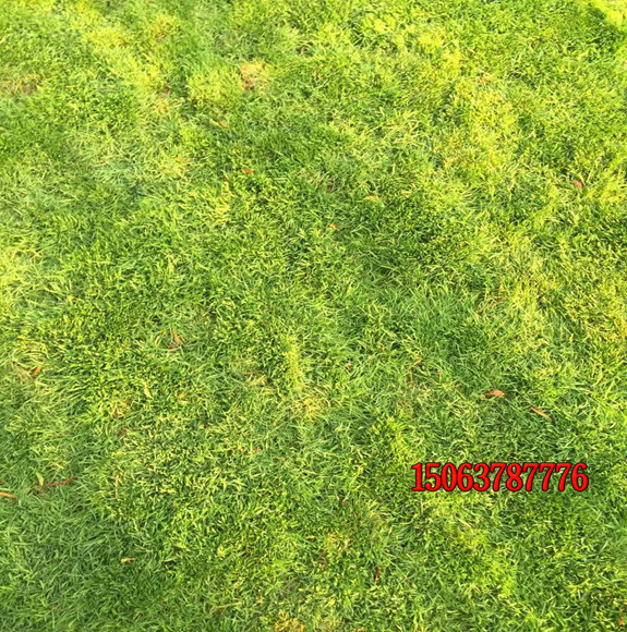 混播的草籽什么时候播种合适？