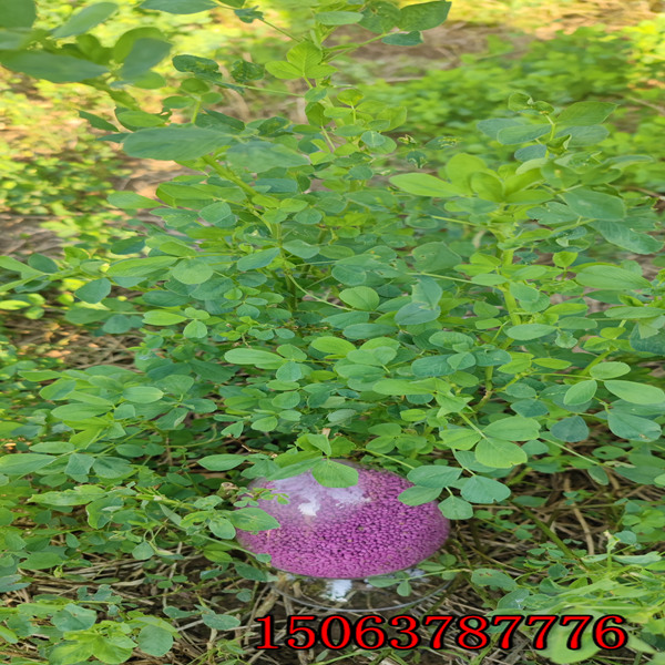 苜蓿草籽播种深度？