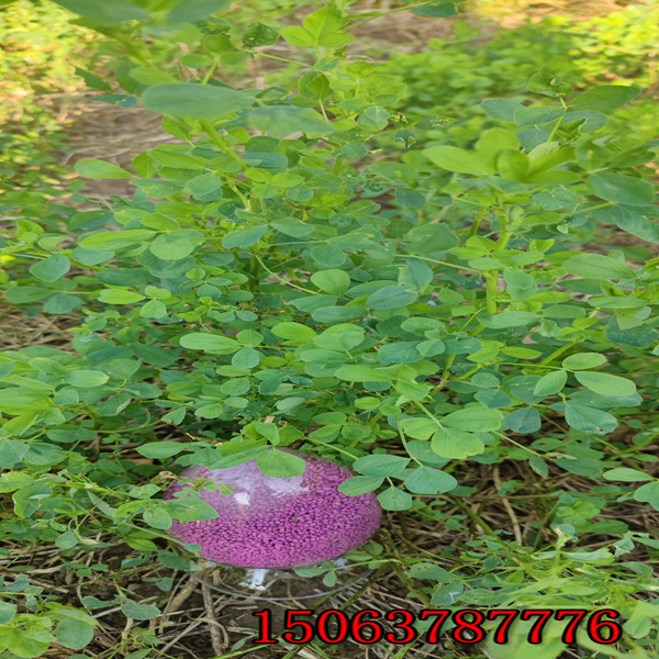 苜蓿草籽播种深度？