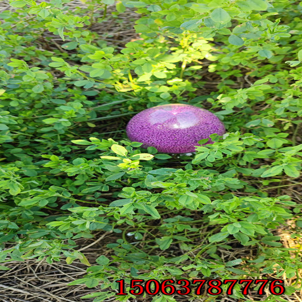 新疆苜蓿草籽怎么种？