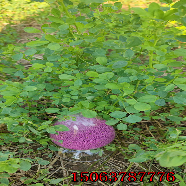新疆苜蓿草籽怎么种？