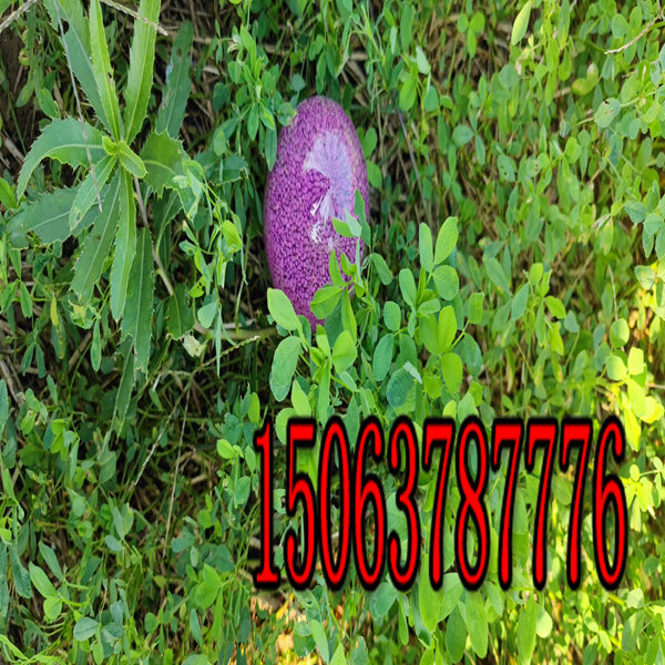 紫花苜蓿草籽哪种高产？
