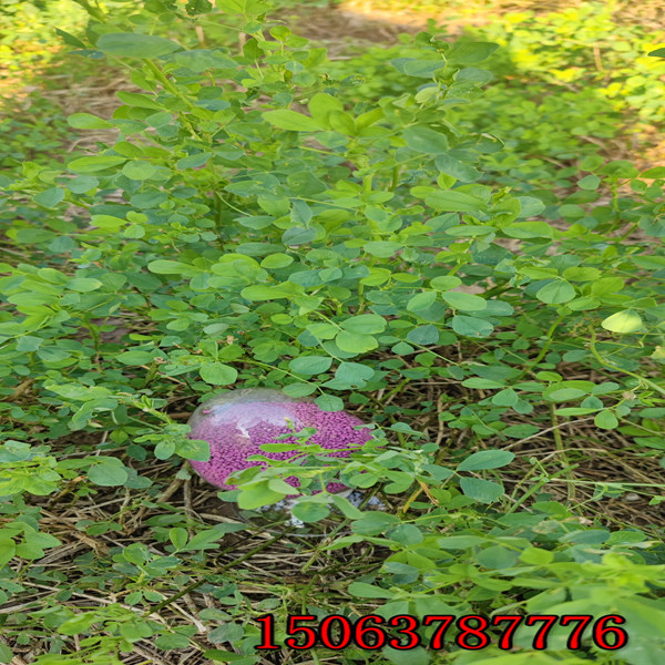 紫花苜蓿草籽哪种高产？