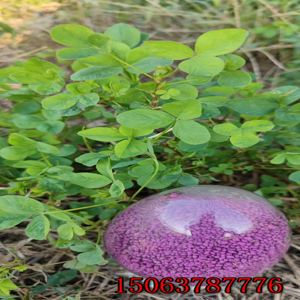 紫花苜蓿草籽哪种高产？