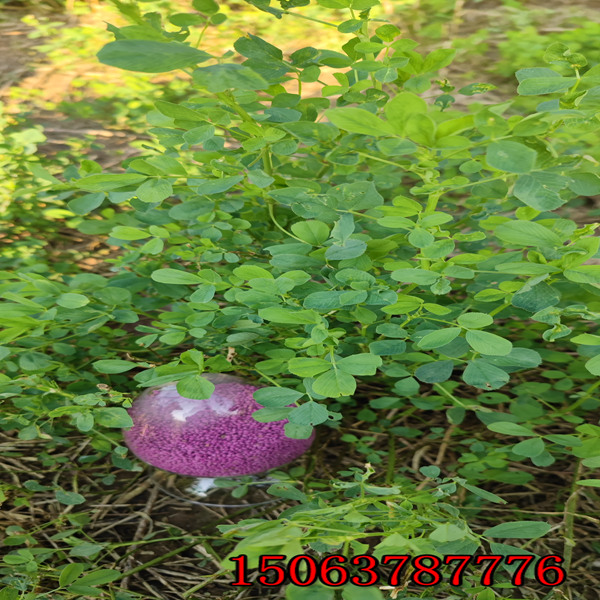 紫花苜蓿草籽哪种高产？
