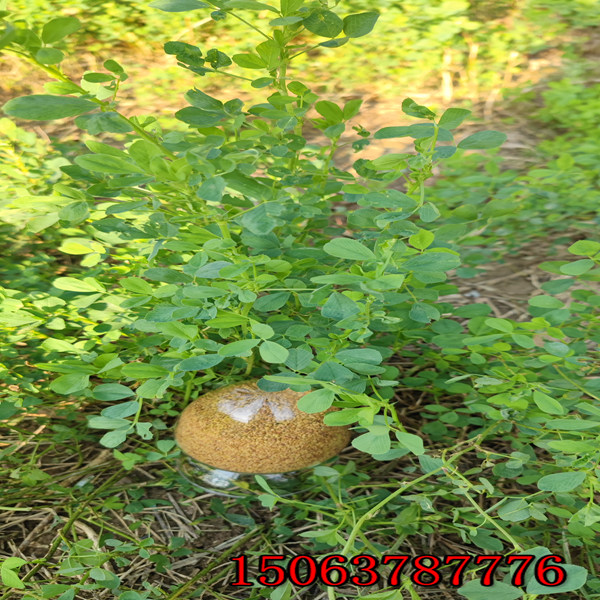 喂羊紫花苜蓿草籽多少钱一斤？