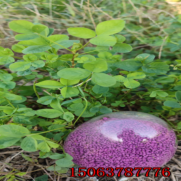苜蓿草籽发芽时间？