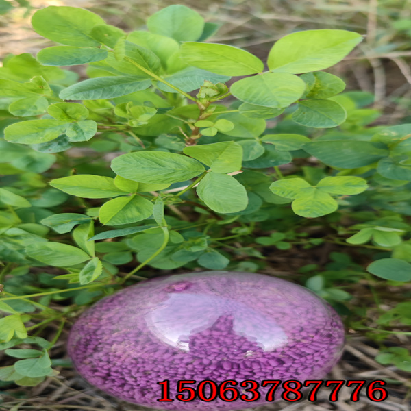 苜蓿草籽发芽时间？