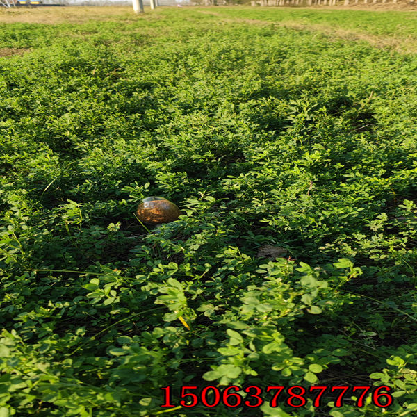 浙江紫花苜蓿草籽多少钱一斤？