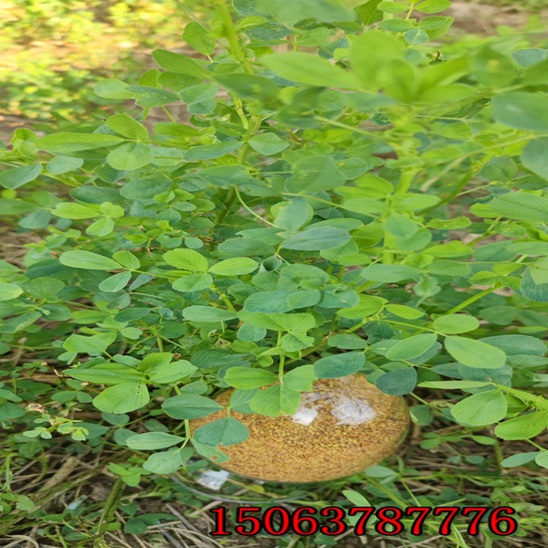 浙江紫花苜蓿草籽多少钱一斤？