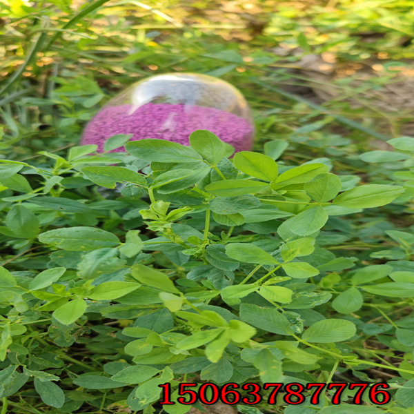 浙江紫花苜蓿草籽多少钱一斤？