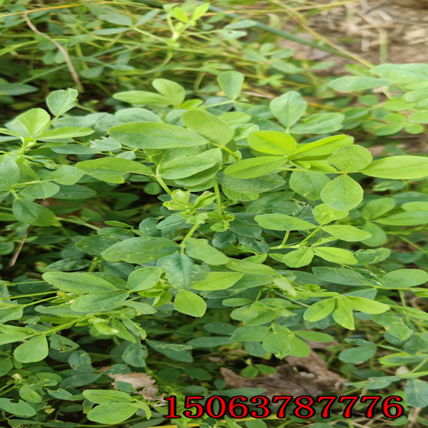 苜蓿草籽种法？