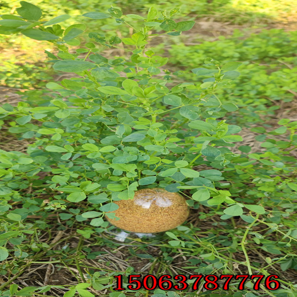 苜蓿草籽种法？