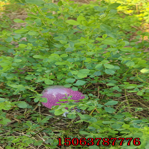 紫花苜蓿草籽的市场价格？
