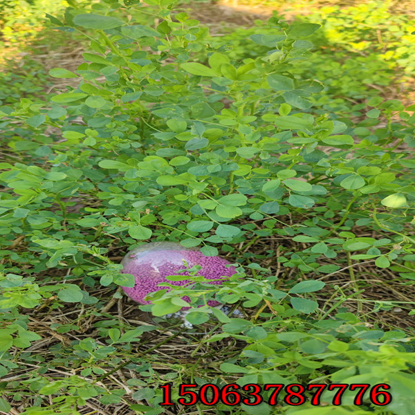 紫花苜蓿草籽的市场价格？