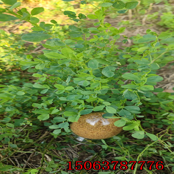 紫花苜蓿草籽的市场价格？