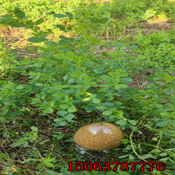 紫花苜蓿草籽撒播量？