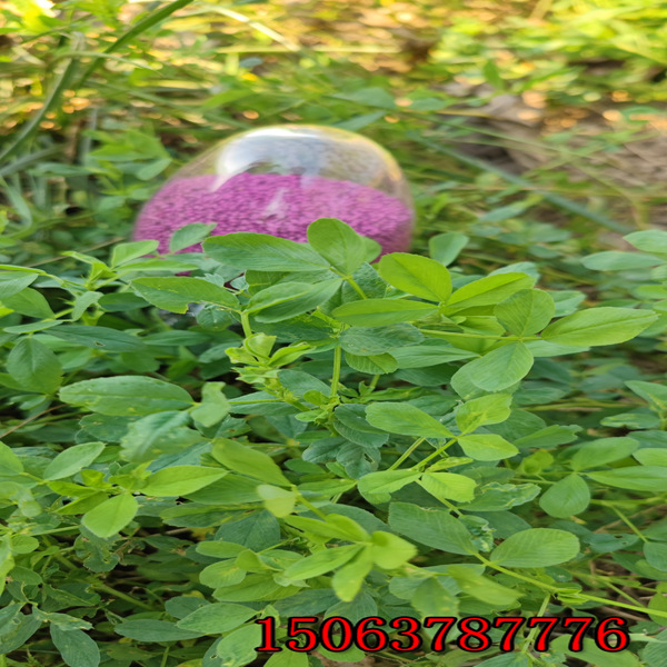 紫花苜蓿草籽哪卖？